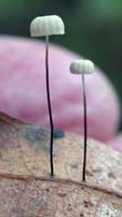 Marasmius capillaris.